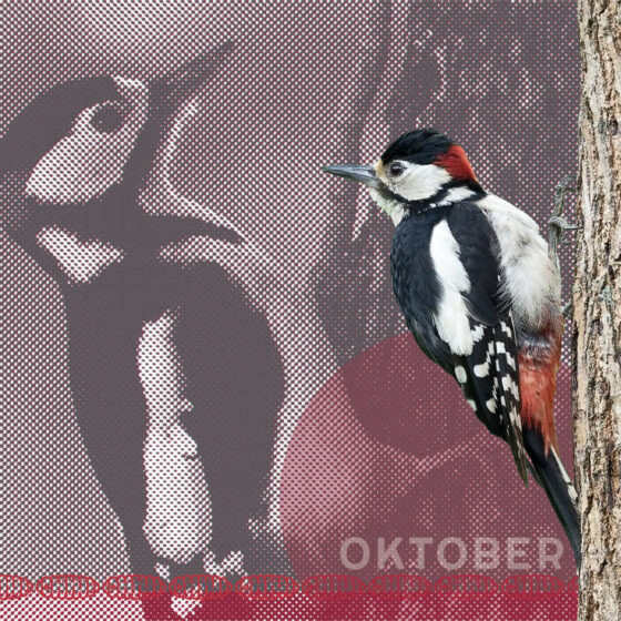 Vogelkalender_2023_Oktober